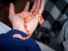 Hades1