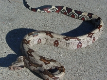 Suriname Female