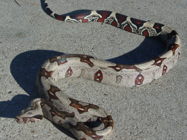 Suriname Female