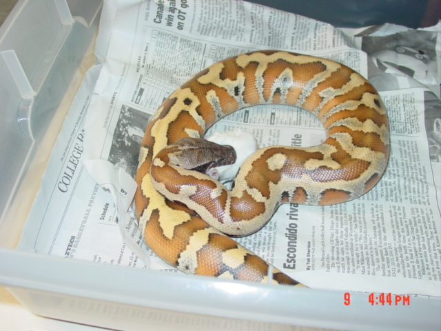Male Blood Python