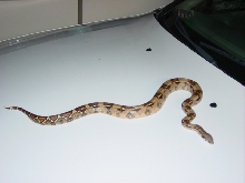Male BCI
