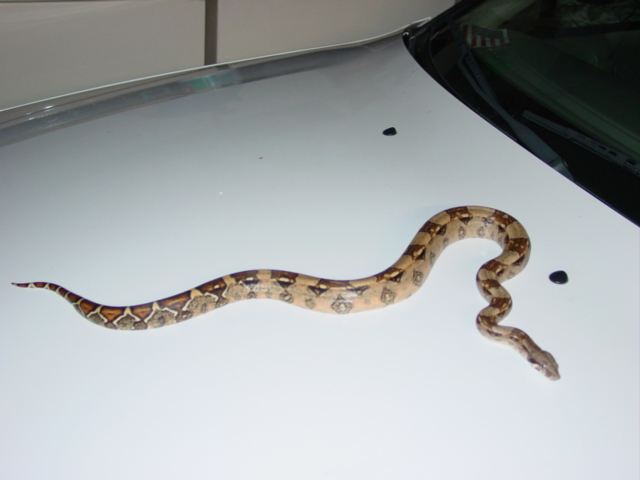Male BCI