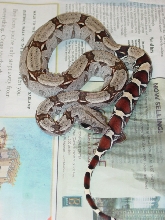 Male Suri