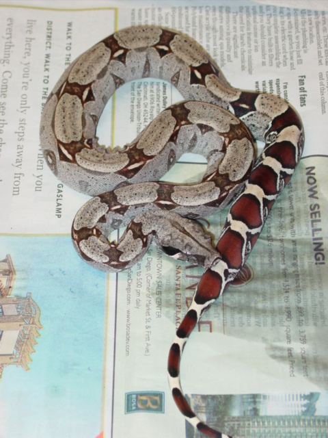 Male Suri