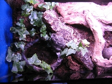 B. regularis setup