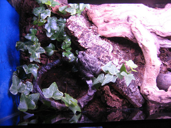 B. regularis setup
