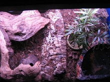 B. regularis setup 2