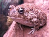 Bufo regularis 1