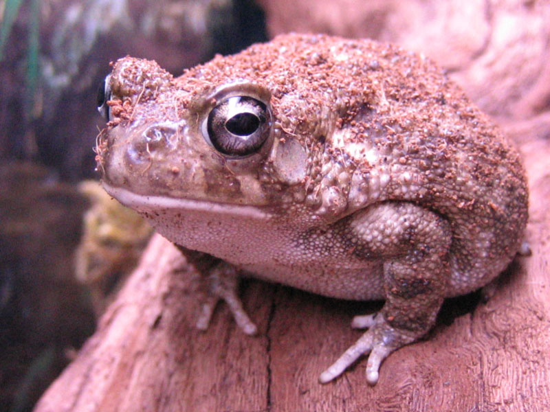 Bufo regularis 1