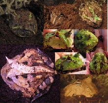 MyHornedFrogs