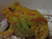 Albino Cranwells horn frog