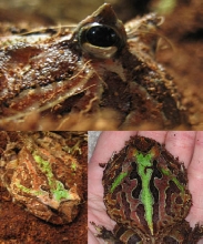 My Fantasy Frog