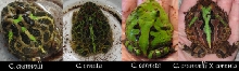 Horn Frog ID