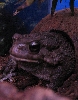Adult male toad