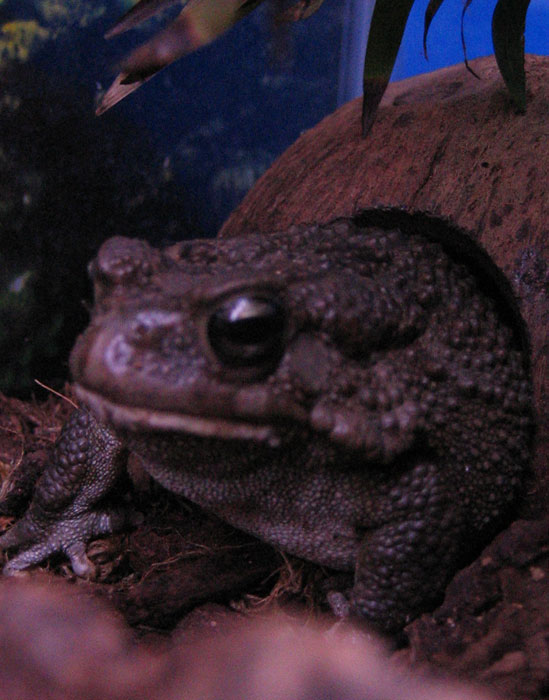 Adult male toad