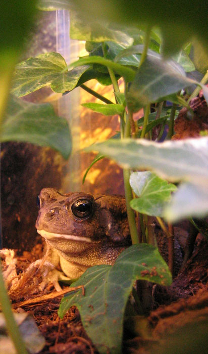 Young male toad
