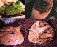 surinam horned frog