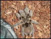 Chilean Rose Hair