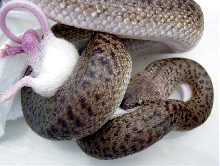 Spotted Granite Python