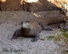 Komodo Dragon 2