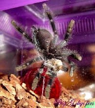 Pink Toe Tarantula