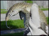 Common Nile Monitor