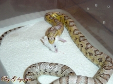 Ghost feeding pic...