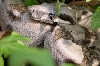 Ghostly Hypo Male 1.2