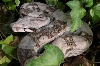 Ghostly Hypo Male 1.2