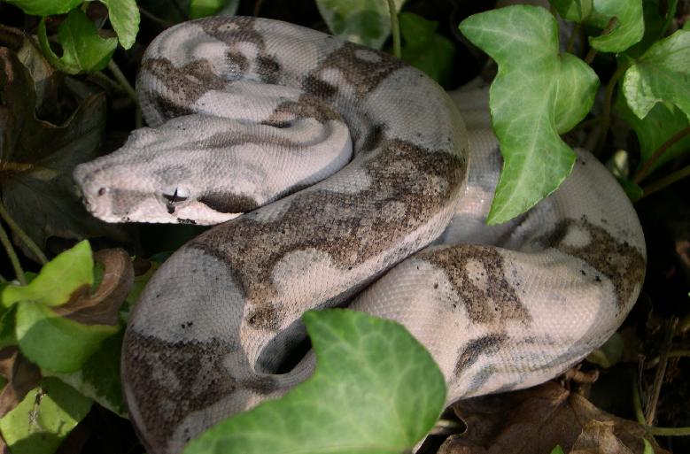 Ghostly Hypo Male 1.2