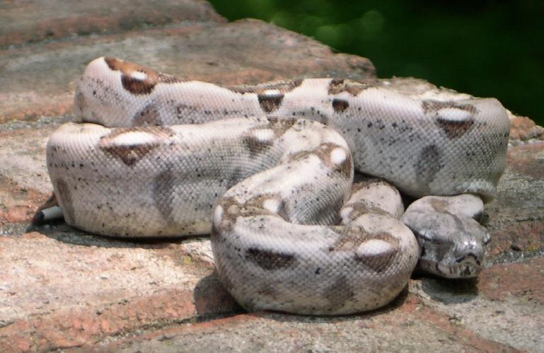 White Hypo Male 1.3