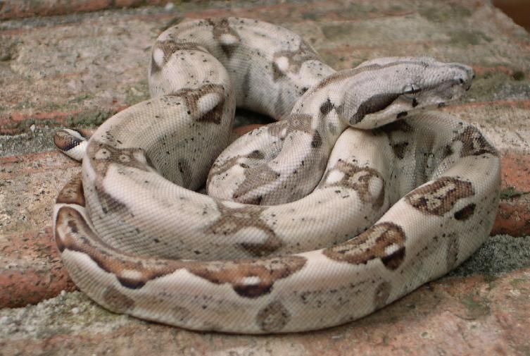 White Hypo Male 1.3