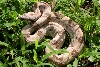 Striped Hypo Female 2.1