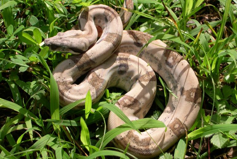 Striped Hypo Female 2.1