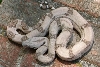 Ghostly Hypo Female 2.2