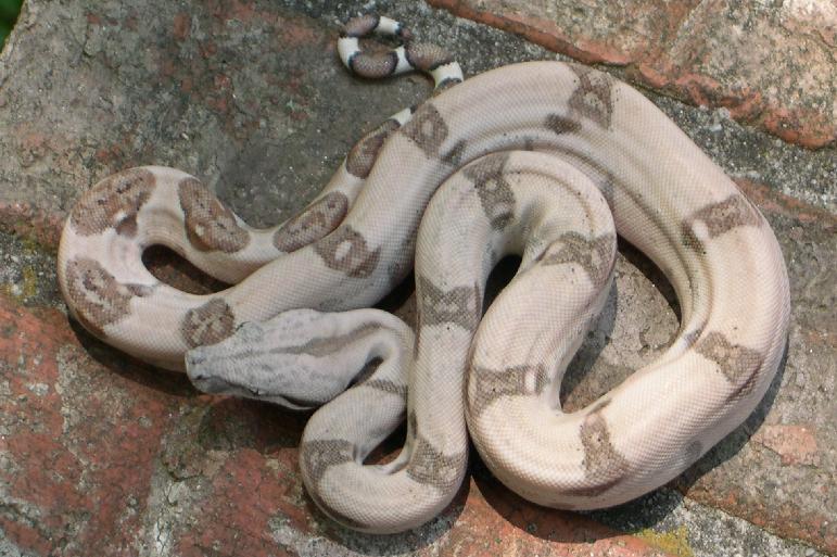 Ghostly Hypo Female 2.2