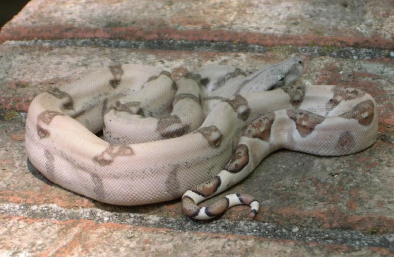 Ghostly Hypo Female 2.2