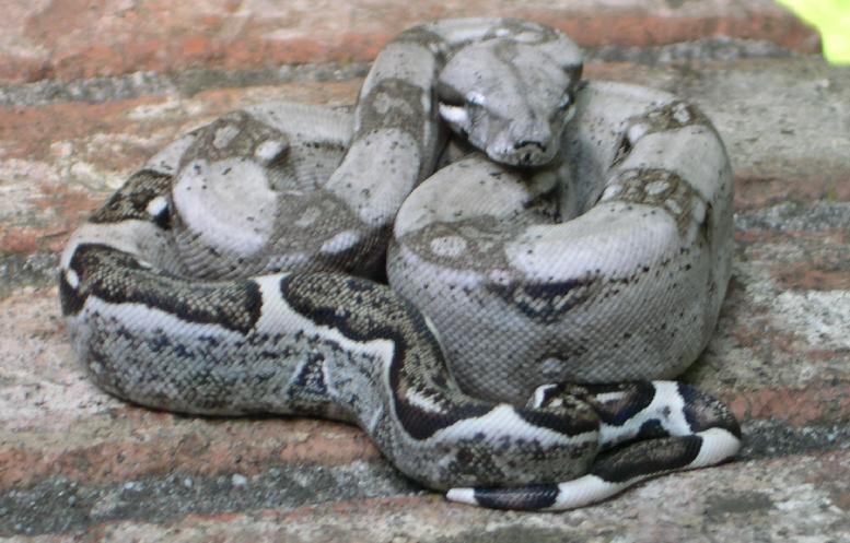 Aneryish Normal Male 3.3