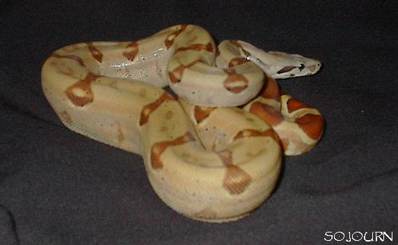 Li Chi