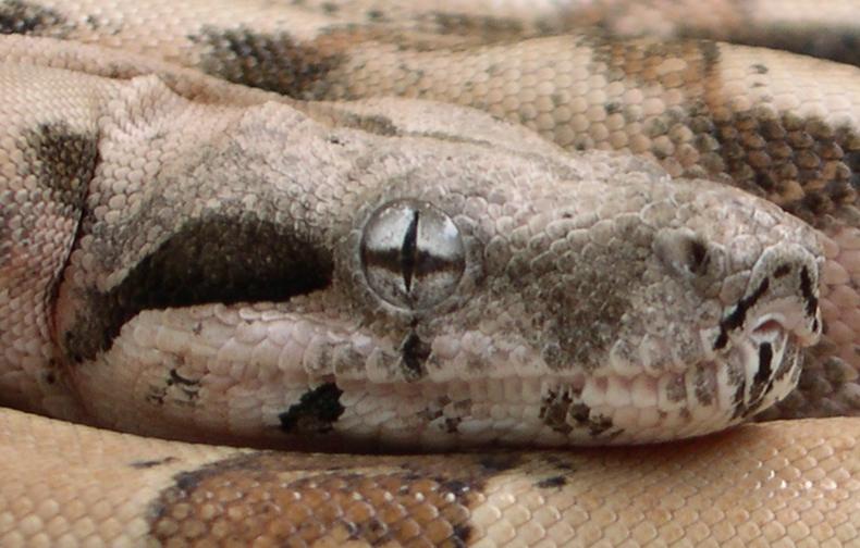 Close Up of Hypo Male 6.2