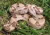 Sweet Female Hypo 6.3