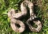 Aneryish Normal Male 3.3