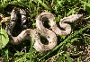 Aneryish Normal Male 3.3