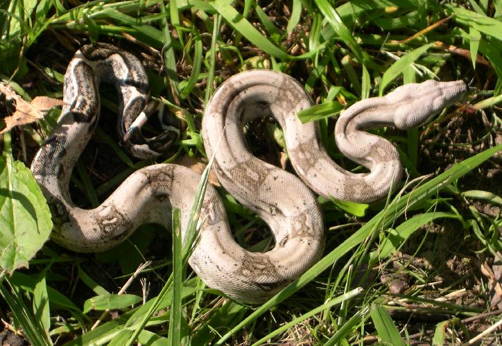 Aneryish Normal Male 3.3