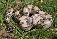 White Normal Male 5.4