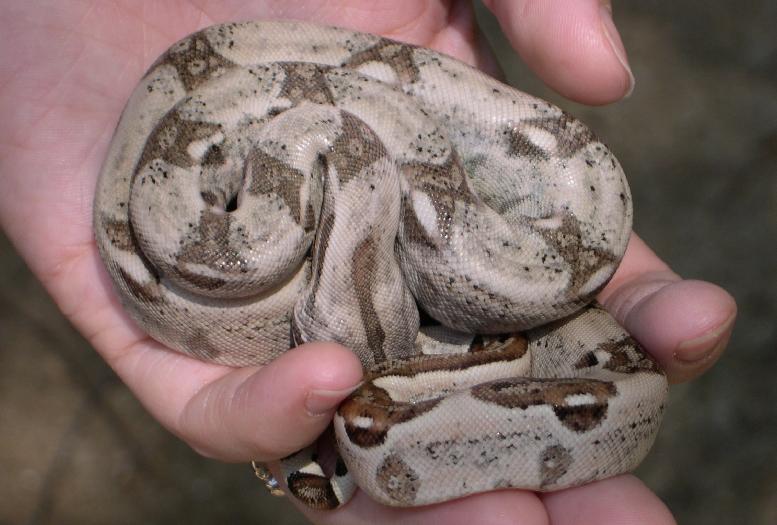 White Hypo Male 1.3