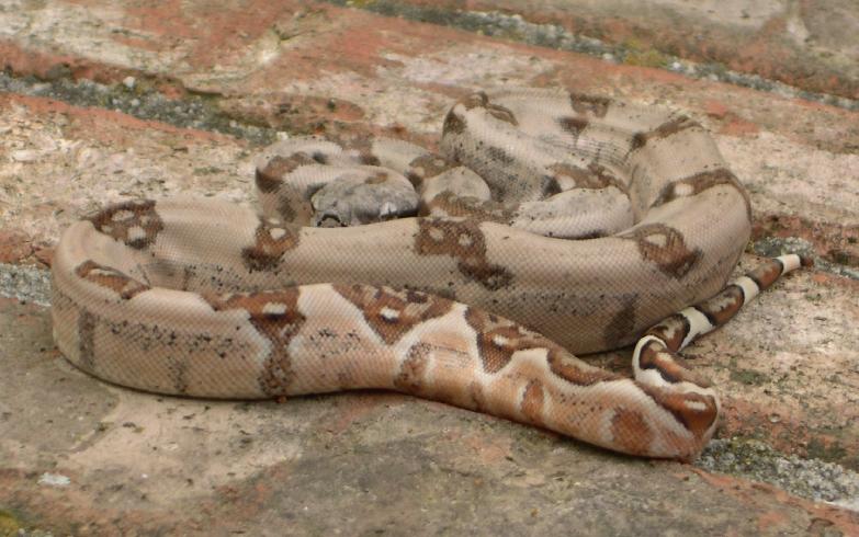 Nice Hypo Female 2.3