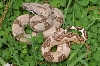 Nice Hypo Female 2.3