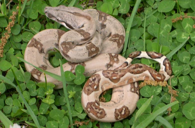 Nice Hypo Female 2.3