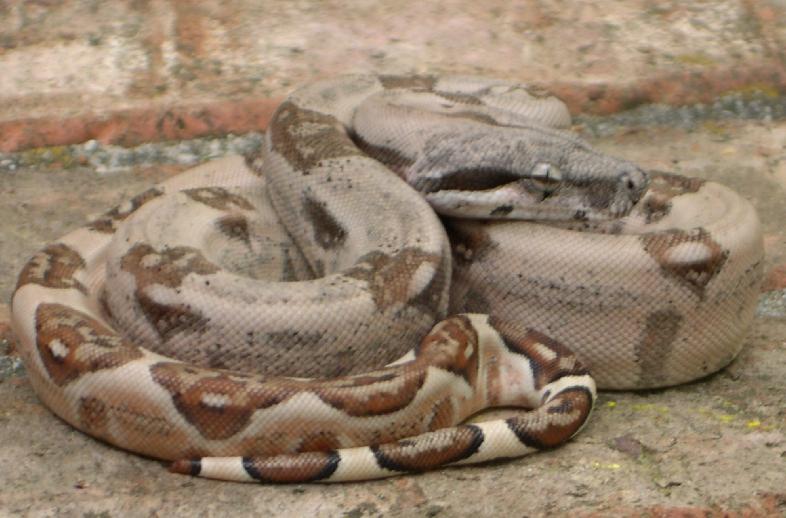 Nice Hypo Female 2.3